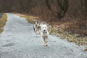 White Siberian Husky with piercing blue eyes running in the open in the woods during autumn in the morning hours. Ostrava, Czech Republic photo