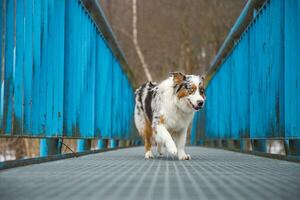 Fearful expression of an Australian Shepherd puppy walking across a leaky bridge. The lack of self-confidence of a dog. Handling a critical moment photo