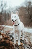 White Siberian husky princess resting on a big fallen tree and posing for the camera. Smile of female dog from nice weather. Ostrava, Czech Republic photo