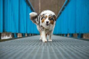 Fearful expression of an Australian Shepherd puppy walking across a leaky bridge. The lack of self-confidence of a dog. Handling a critical moment photo