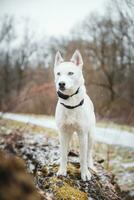 White Siberian husky princess resting on a big fallen tree and posing for the camera. Smile of female dog from nice weather. Ostrava, Czech Republic photo