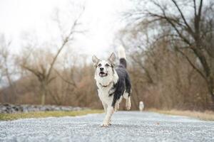 Black and white hybrid husky-malamute running through meadow. Different expressions of the dog. Freedom for pet photo