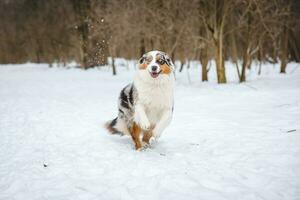 Portrait of Australian Shepherd puppy running in snow in Beskydy mountains, Czech Republic. Dog's view into the camera photo
