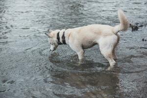 White Siberian Husky with piercing blue eyes is bathing in a cold river. Ostrava, Czech Republic photo