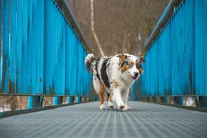 Fearful expression of an Australian Shepherd puppy walking across a leaky bridge. The lack of self-confidence of a dog. Handling a critical moment photo