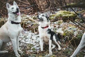 dos siberiano fornido hermanos corriendo a lo largo un bosque camino. competitivo perros corriendo un carrera. ostravá, checo república, central Europa foto