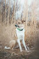 retrato de un blanco y marrón perro es sentado en el campo. posando el perro para el cámara. orgulloso dueño. ostravá, checo república foto