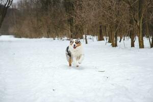 Portrait of Australian Shepherd puppy running in snow in Beskydy mountains, Czech Republic. Dog's view into the camera photo