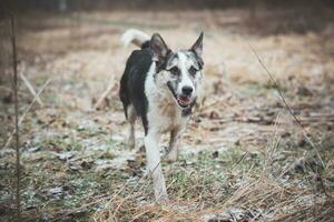 negro y blanco híbrido husky-malamute corriendo mediante prado. diferente expresiones de el perro. libertad para mascota foto