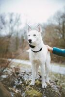 White Siberian husky princess resting on a big fallen tree and posing for the camera. Smile of female dog from nice weather. Ostrava, Czech Republic photo