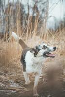 Portrait of a black and white husky is running in the field. Posing the dog for the camera. Proud owner. Ostrava, Czech republic photo