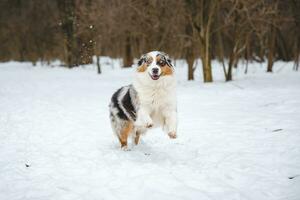 Portrait of Australian Shepherd puppy running in snow in Beskydy mountains, Czech Republic. Dog's view into the camera photo