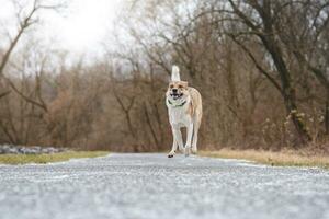 Portrait of a White and brown dog running outside. Running in the wild Funny views of four-legged pets photo