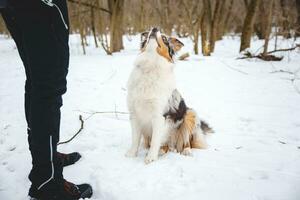 Owner throws treats to his four-legged best friend Australian Shepherd during an icy winter. The happiness of food photo