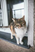 deseoso expresión de un vistoso casa gato sentado a el ventana esperando para un apropiado cena foto