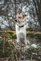 Portrait of a White and brown dog is sitting in the field. Posing the dog for the camera. Proud owner. Ostrava, Czech republic photo