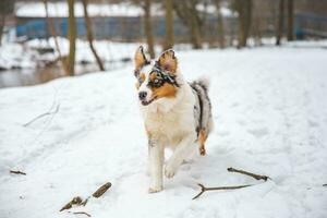 retrato de australiano pastor perrito corriendo en nieve en beskydy montañas, checo república. perros ver dentro el cámara foto