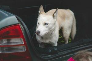 blanco siberiano fornido esperando en el maletero de el coche para otro genial viaje con su dueño. de viaje con un perro foto