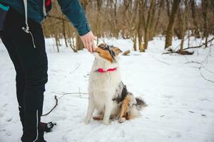 Owner throws treats to his four-legged best friend Australian Shepherd during an icy winter. The happiness of food photo