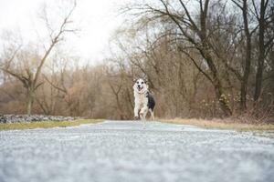 Black and white hybrid husky-malamute running through meadow. Different expressions of the dog. Freedom for pet photo