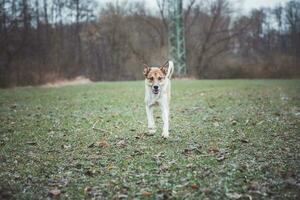 Portrait of a White and brown dog running outside. Running in the wild Funny views of four-legged pets photo