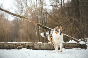 Pure happiness of an Australian Shepherd puppy jumping over a fallen tree in a snowy forest during December in the Czech Republic. Close-up of a dog jumping photo