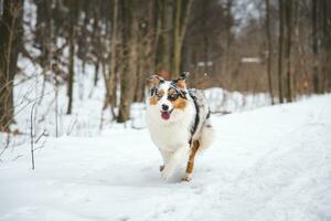 Portrait of Australian Shepherd puppy running in snow in Beskydy mountains, Czech Republic. Dog's view into the camera photo