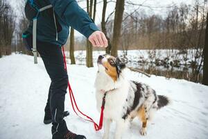 Owner throws treats to his four-legged best friend Australian Shepherd during an icy winter. The happiness of food photo