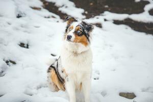 Portrait of an Australian Shepherd puppy sitting in the snow in Beskydy mountains, Czech Republic. View of dog on his owner and politely waiting photo