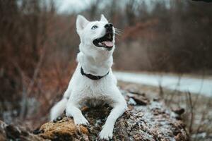 White Siberian husky princess resting on a big fallen tree and posing for the camera. Smile of female dog from nice weather. Ostrava, Czech Republic photo