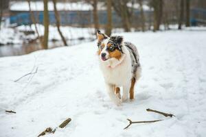 Portrait of Australian Shepherd puppy running in snow in Beskydy mountains, Czech Republic. Dog's view into the camera photo