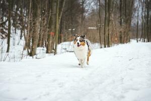 Portrait of Australian Shepherd puppy running in snow in Beskydy mountains, Czech Republic. Dog's view into the camera photo