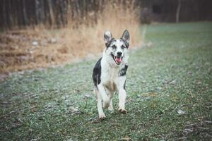 Black and white hybrid husky-malamute running through meadow. Different expressions of the dog. Freedom for pet photo