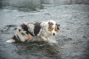 Portrait of Australian Shepherd puppy bathing in water in Beskydy mountains, Czech Republic. Enjoying the water and looking for his master photo