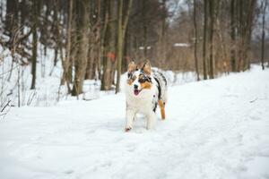 Portrait of Australian Shepherd puppy running in snow in Beskydy mountains, Czech Republic. Dog's view into the camera photo