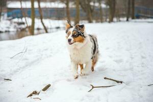 Portrait of Australian Shepherd puppy running in snow in Beskydy mountains, Czech Republic. Dog's view into the camera photo