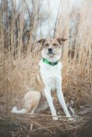 retrato de un blanco y marrón perro es sentado en el campo. posando el perro para el cámara. orgulloso dueño. ostravá, checo república foto