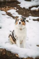 Portrait of an Australian Shepherd puppy sitting in the snow in Beskydy mountains, Czech Republic. View of dog on his owner and politely waiting photo