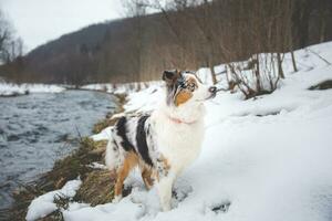 Portrait of Australian Shepherd puppy bathing in water in Beskydy mountains, Czech Republic. Enjoying the water and looking for his master photo