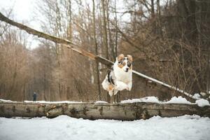 Pure happiness of an Australian Shepherd puppy jumping over a fallen tree in a snowy forest during December in the Czech Republic. Close-up of a dog jumping photo