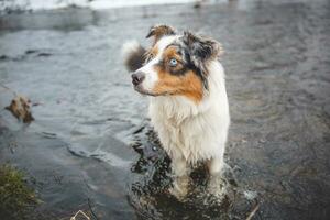 retrato de australiano pastor perrito baños en agua en beskydy montañas, checo república. disfrutando el agua y mirando para su Maestro foto