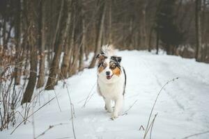 Portrait of Australian Shepherd puppy walking in snow in Beskydy mountains, Czech Republic. Dog's view into the camera photo