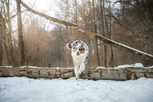 Pure happiness of an Australian Shepherd puppy jumping over a fallen tree in a snowy forest during December in the Czech Republic. Close-up of a dog jumping photo