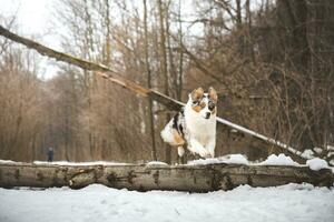 Pure happiness of an Australian Shepherd puppy jumping over a fallen tree in a snowy forest during December in the Czech Republic. Close-up of a dog jumping photo