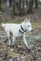 White Siberian Husky with piercing blue eyes running in the open in the woods during autumn in the morning hours. Ostrava, Czech Republic photo