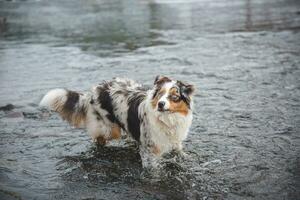 Portrait of Australian Shepherd puppy bathing in water in Beskydy mountains, Czech Republic. Enjoying the water and looking for his master photo