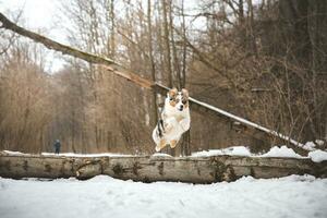 Pure happiness of an Australian Shepherd puppy jumping over a fallen tree in a snowy forest during December in the Czech Republic. Close-up of a dog jumping photo