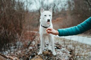 White Siberian husky princess resting on a big fallen tree and posing for the camera. Smile of female dog from nice weather. Ostrava, Czech Republic photo