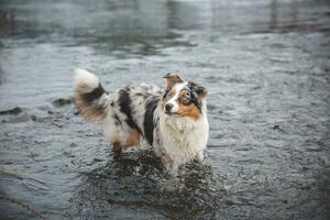 Portrait of Australian Shepherd puppy bathing in water in Beskydy mountains, Czech Republic. Enjoying the water and looking for his master photo