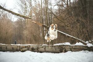 Pure happiness of an Australian Shepherd puppy jumping over a fallen tree in a snowy forest during December in the Czech Republic. Close-up of a dog jumping photo